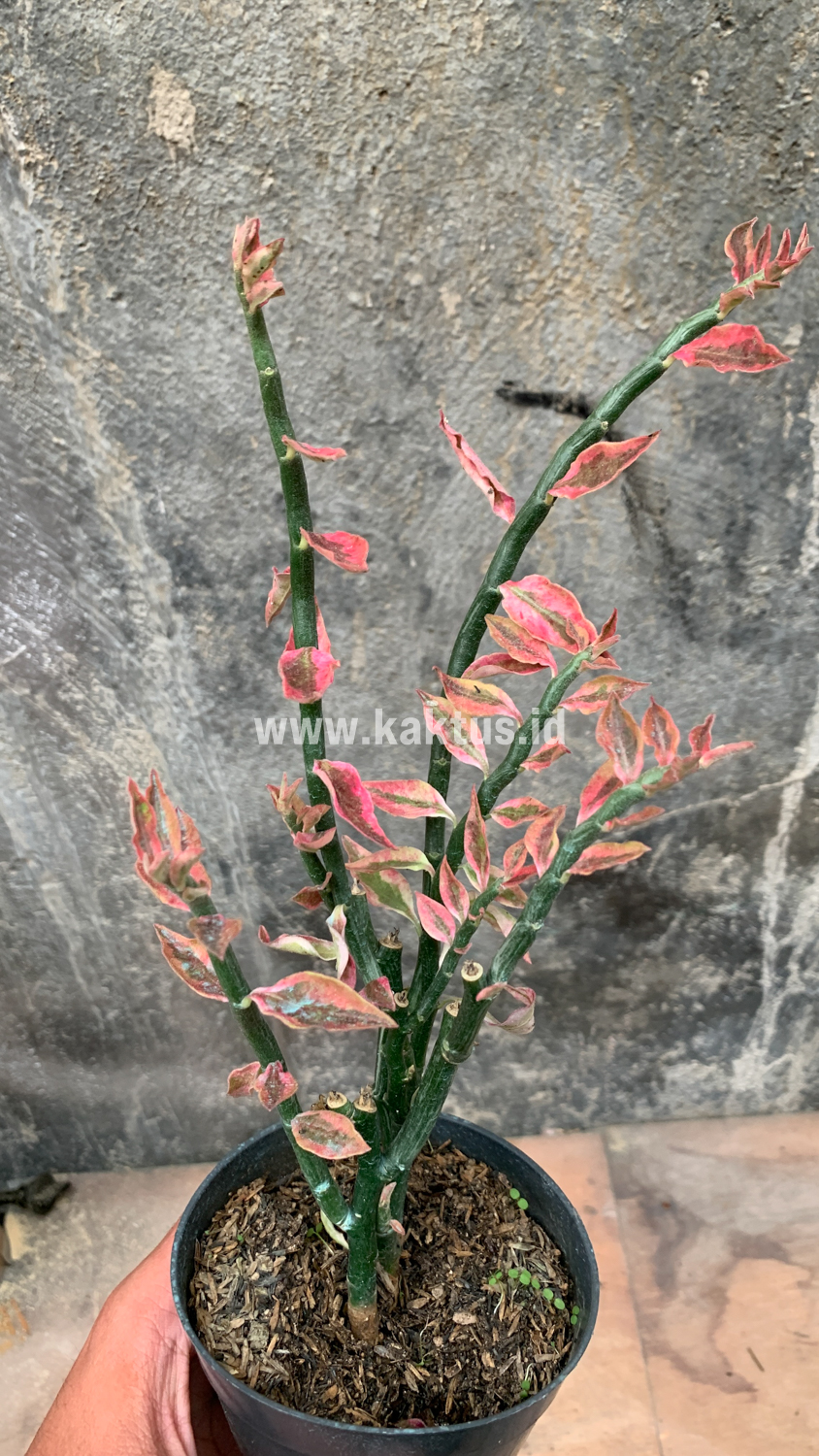 910. Euphorbia Pedhilantus - Image 9