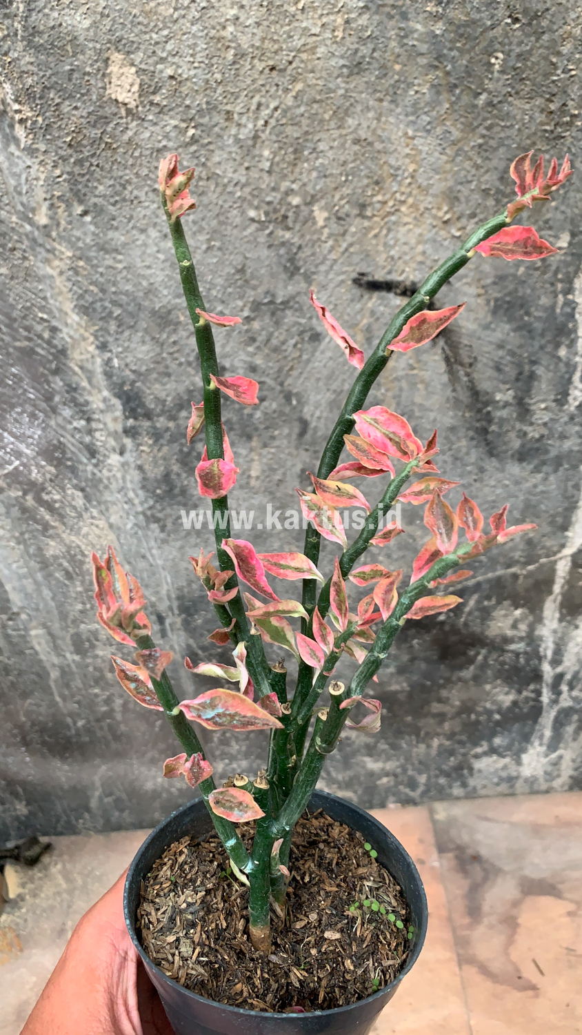 910. Euphorbia Pedhilantus - Image 8