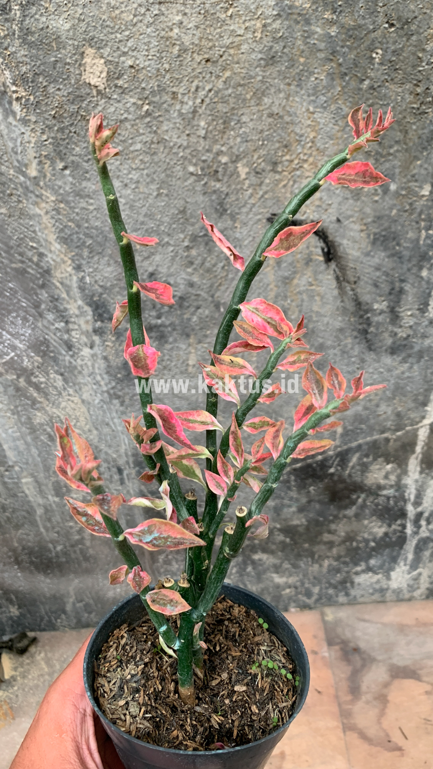 910. Euphorbia Pedhilantus - Image 7