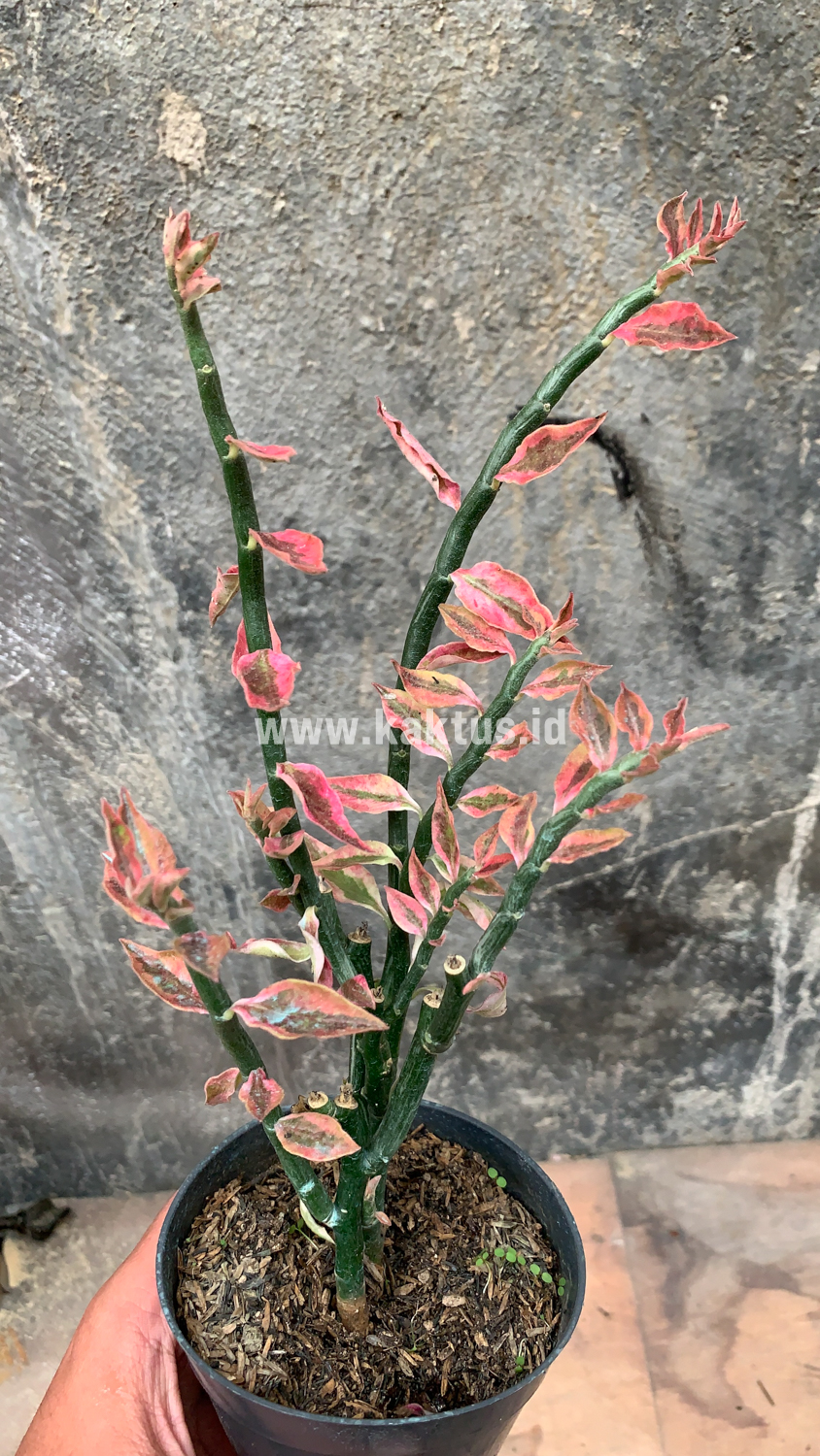 910. Euphorbia Pedhilantus - Image 6