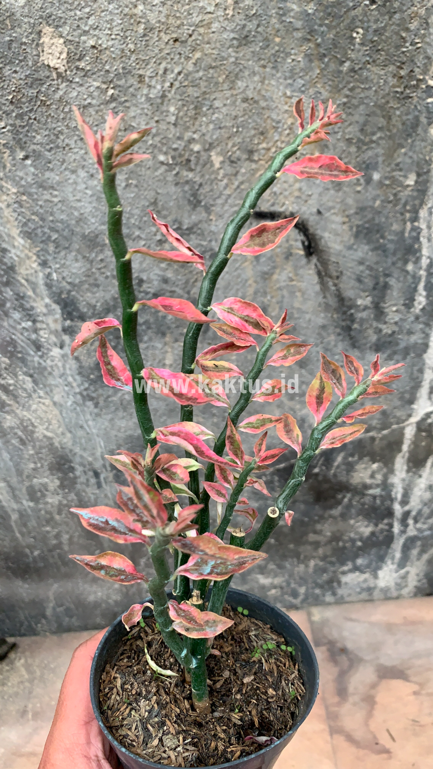 910. Euphorbia Pedhilantus - Image 5