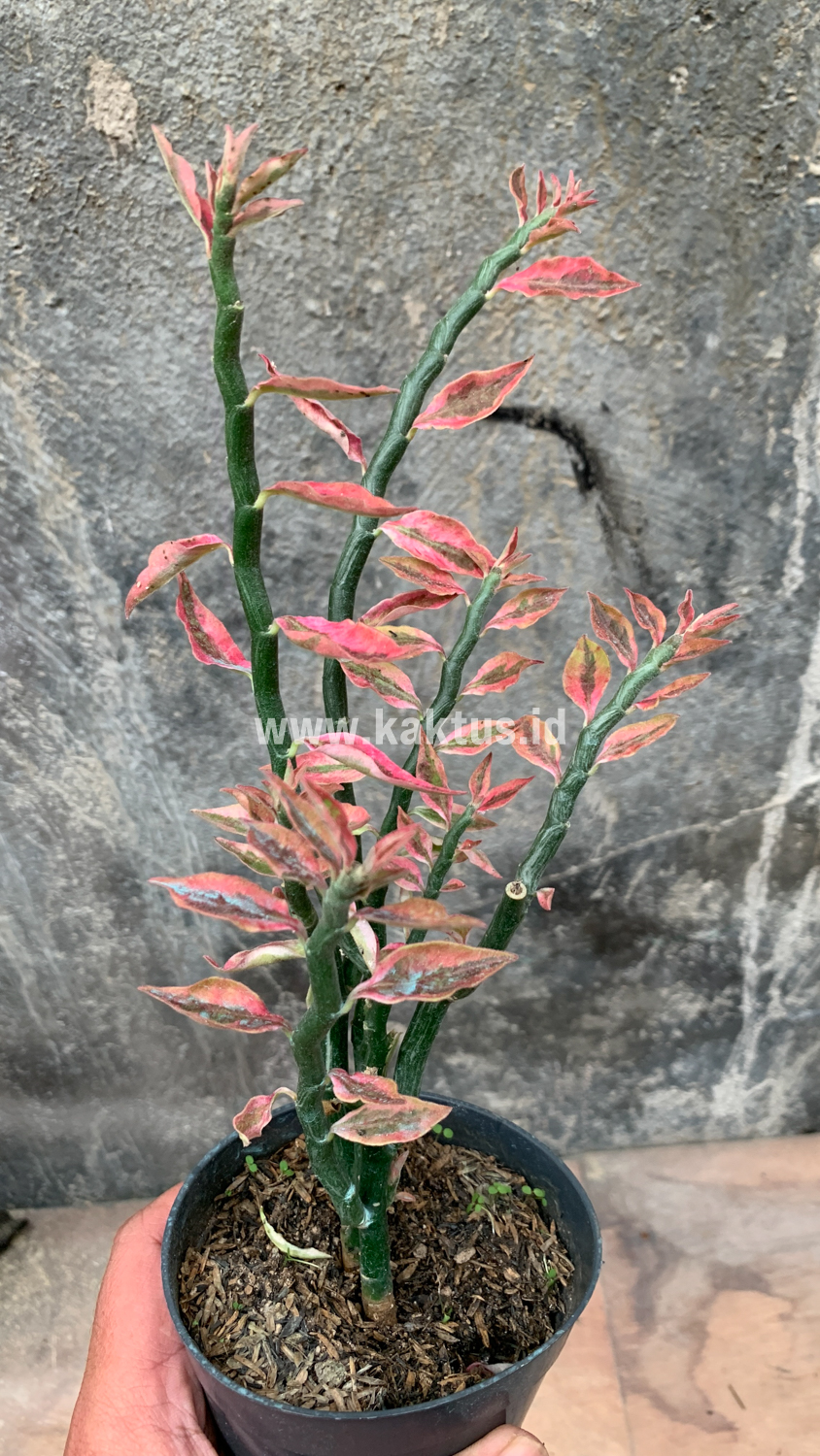 910. Euphorbia Pedhilantus - Image 4