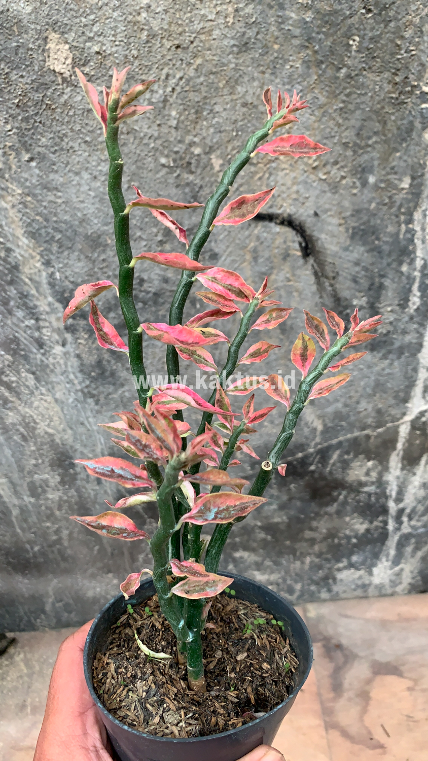 910. Euphorbia Pedhilantus - Image 3