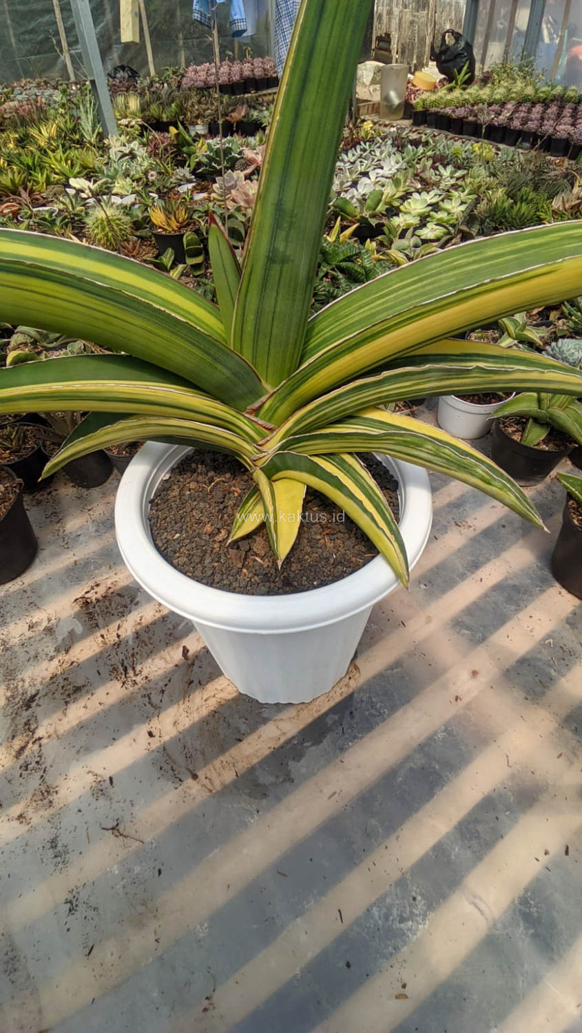 911. Sansevieria Robusta Dwarf Variegated 45 Cm - Image 3