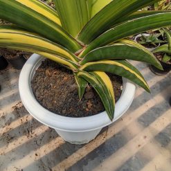 Alternative view of 911. Sansevieria Robusta Dwarf Variegated 45 Cm