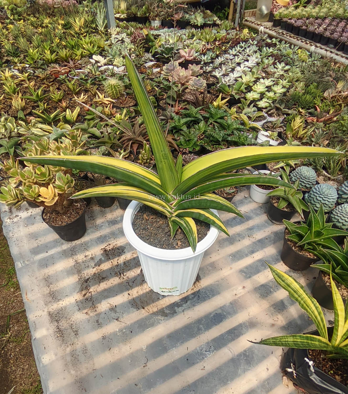 911. Sansevieria Robusta Dwarf Variegated 45 Cm - Image 4