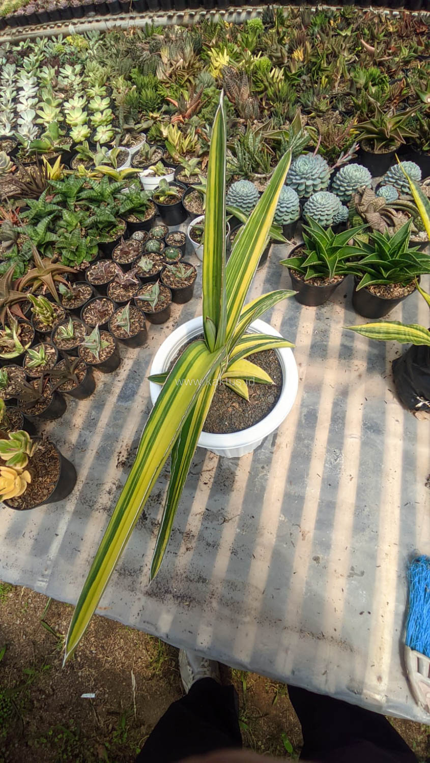 911. Sansevieria Robusta Dwarf Variegated 45 Cm - Image 5