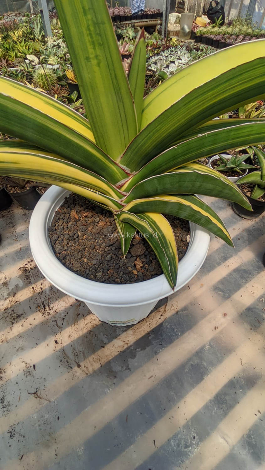 911. Sansevieria Robusta Dwarf Variegated 45 Cm - Image 2