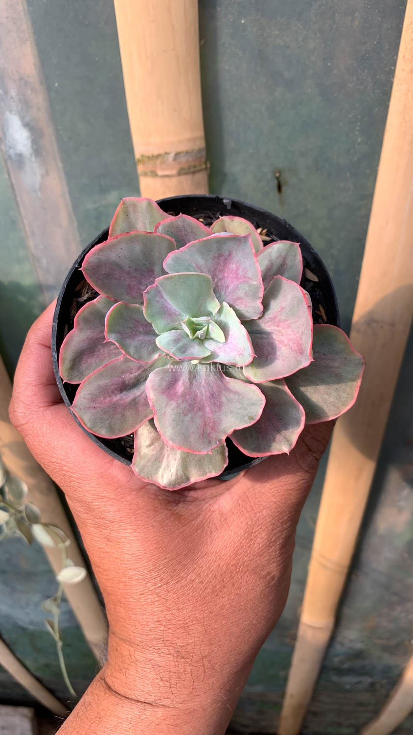 912. Echeveria Chantilly Moonshine - Image 4