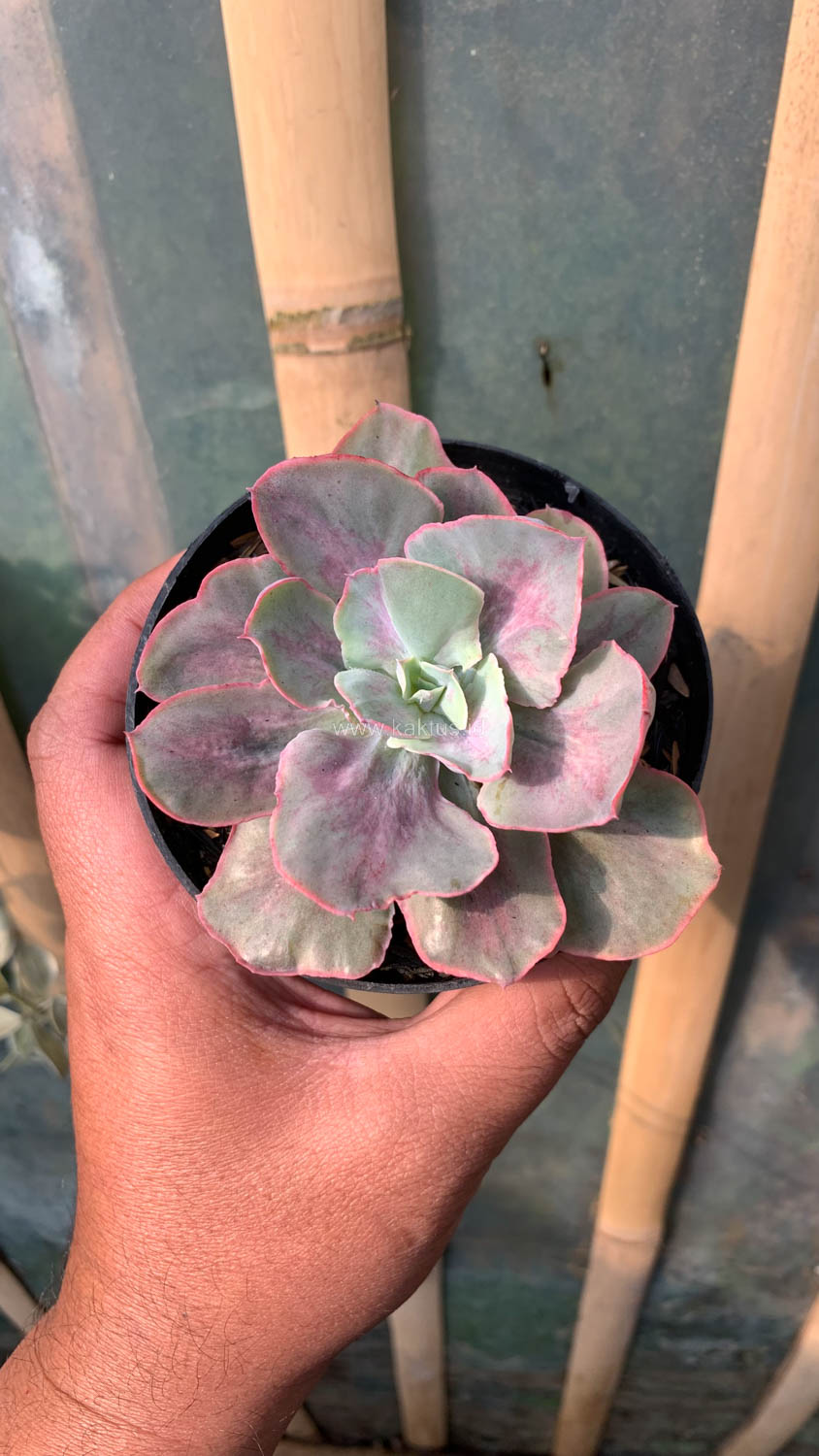 912. Echeveria Chantilly Moonshine - Image 11