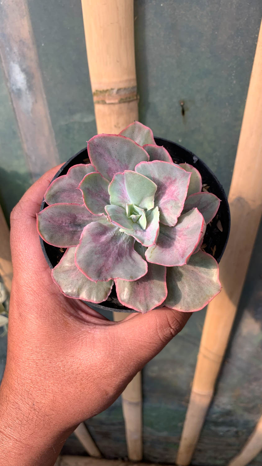 912. Echeveria Chantilly Moonshine - Image 12