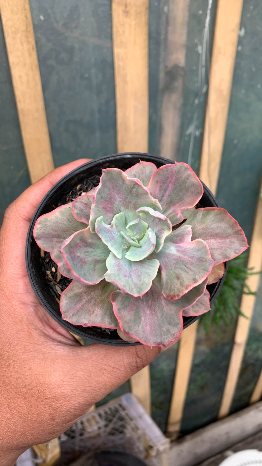 912. Echeveria Chantilly Moonshine - Image 3