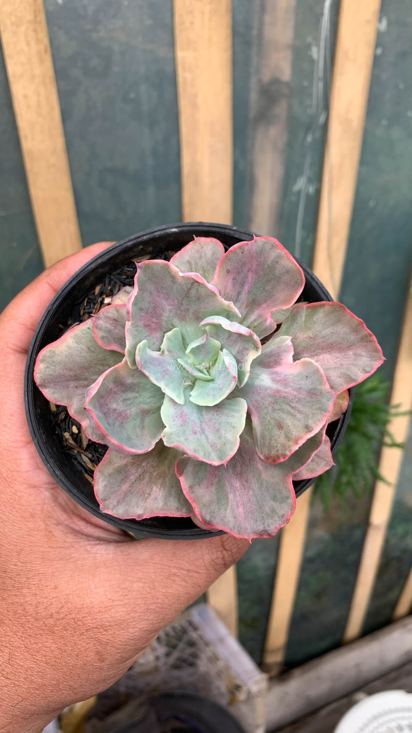 912. Echeveria Chantilly Moonshine - Image 5