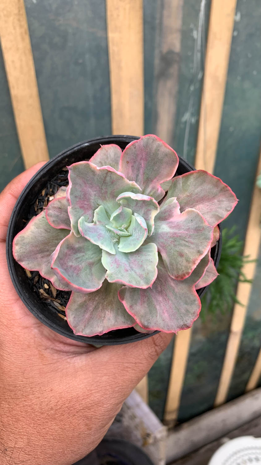 912. Echeveria Chantilly Moonshine - Image 6