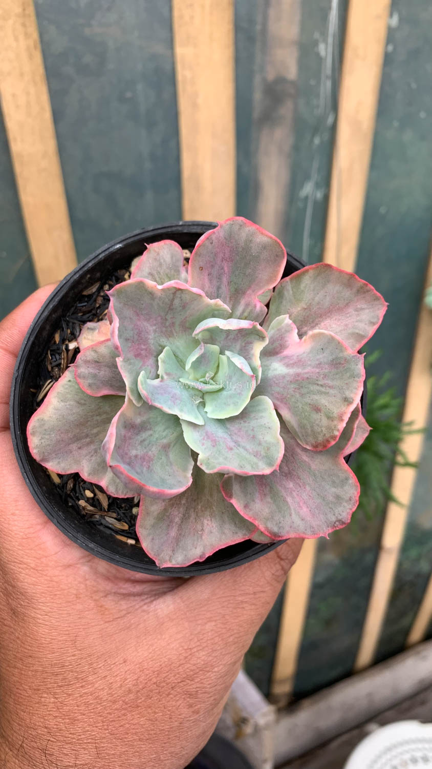 912. Echeveria Chantilly Moonshine - Image 7