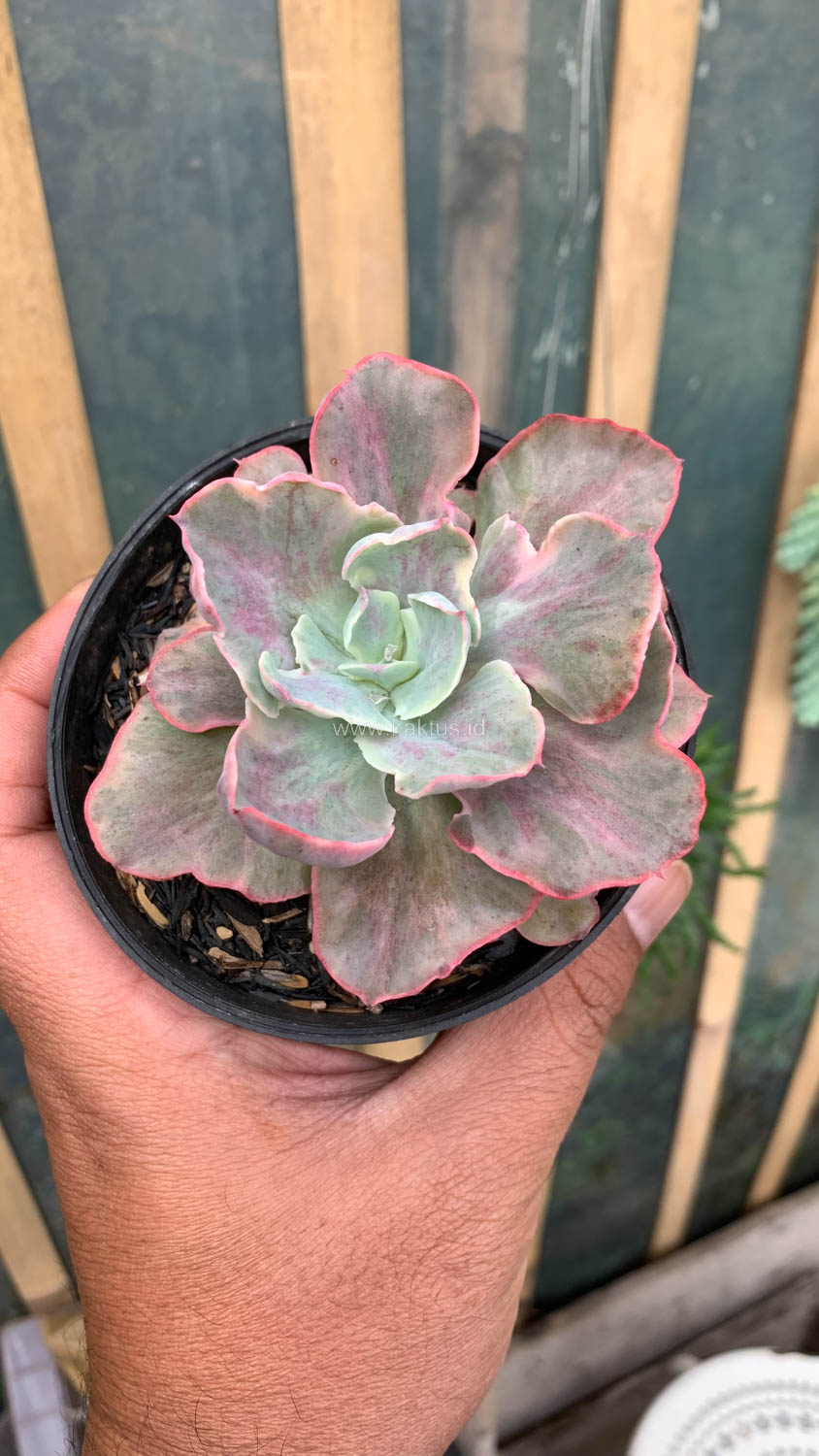 912. Echeveria Chantilly Moonshine - Image 8