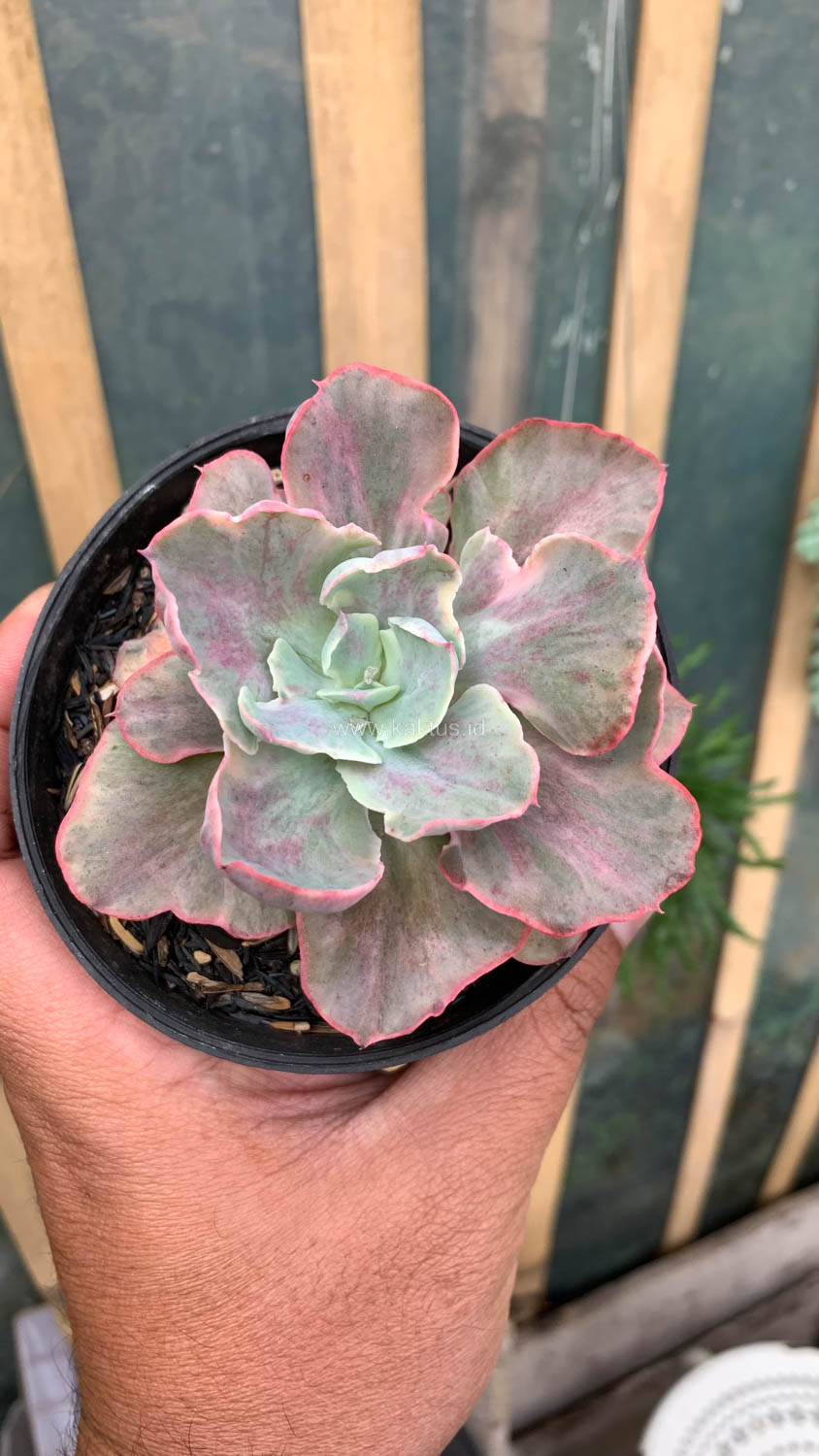 912. Echeveria Chantilly Moonshine - Image 9