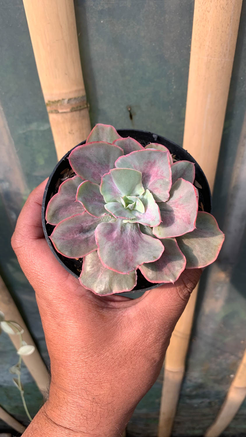 912. Echeveria Chantilly Moonshine - Image 10