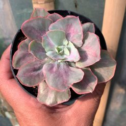Alternative view of 912. Echeveria Chantilly Moonshine