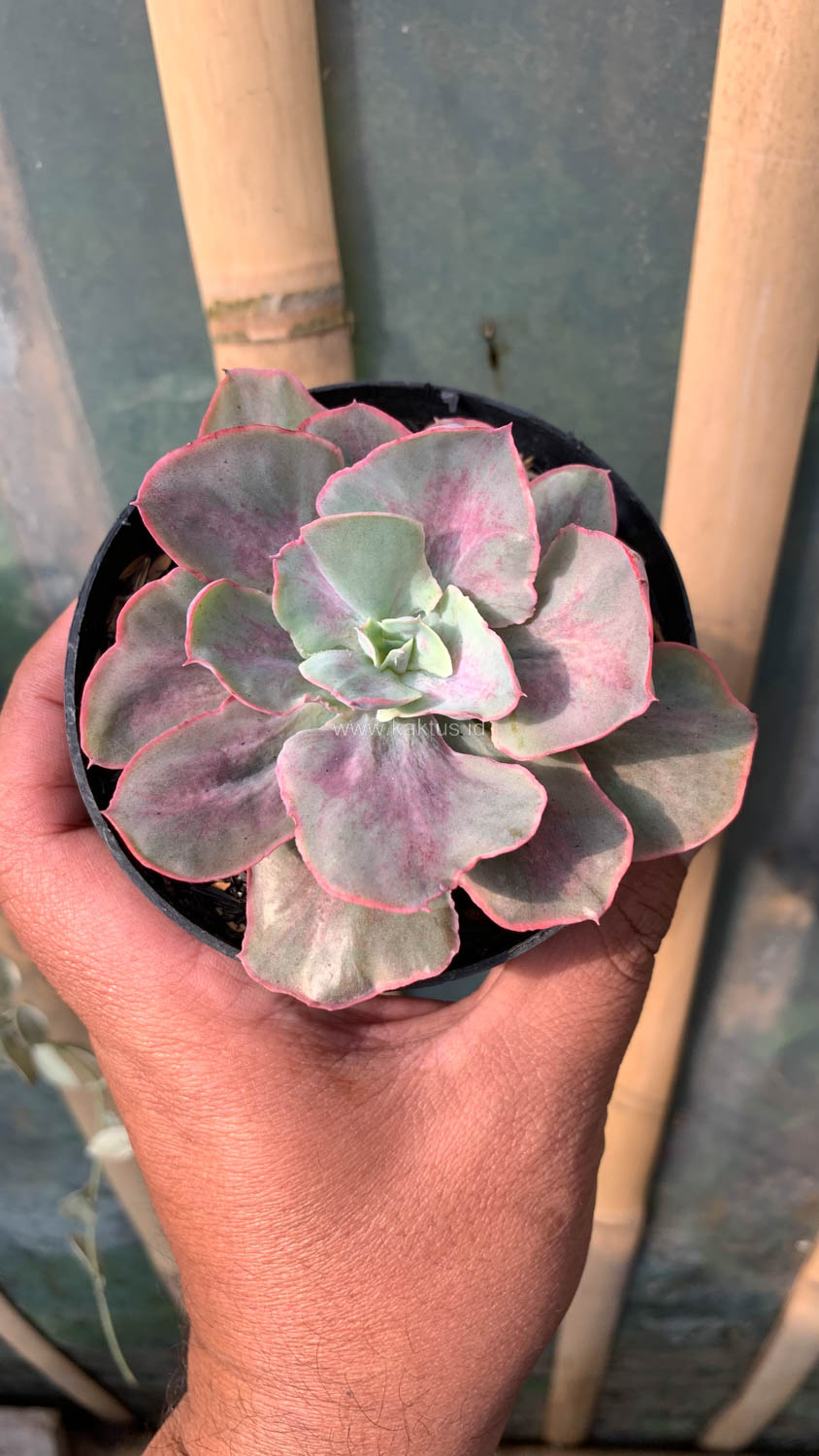 912. Echeveria Chantilly Moonshine - Image 2