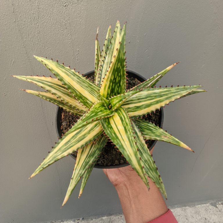913. Aloe Somaliensis Variegated