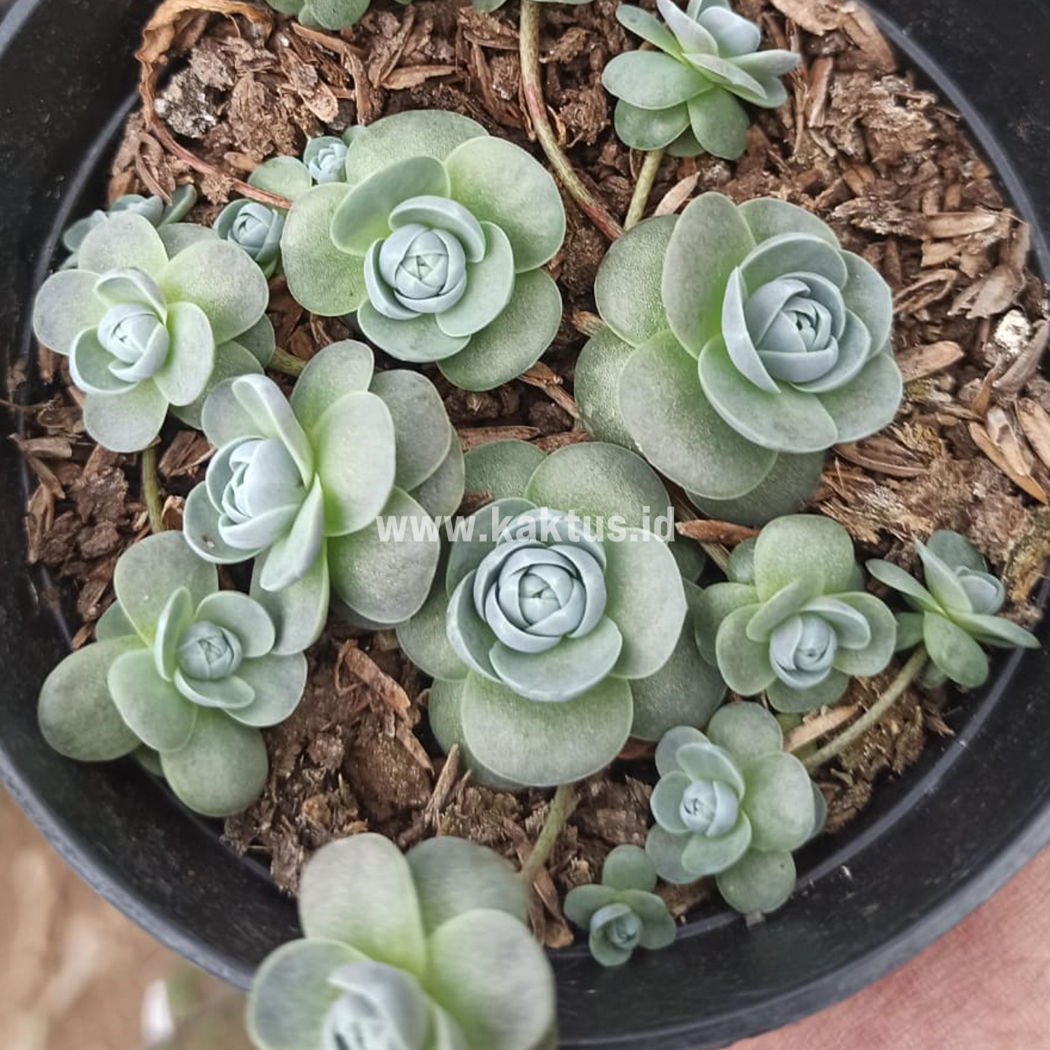 914. Orostachys Iwarenge / Chinese Dunce Cap - Image 2