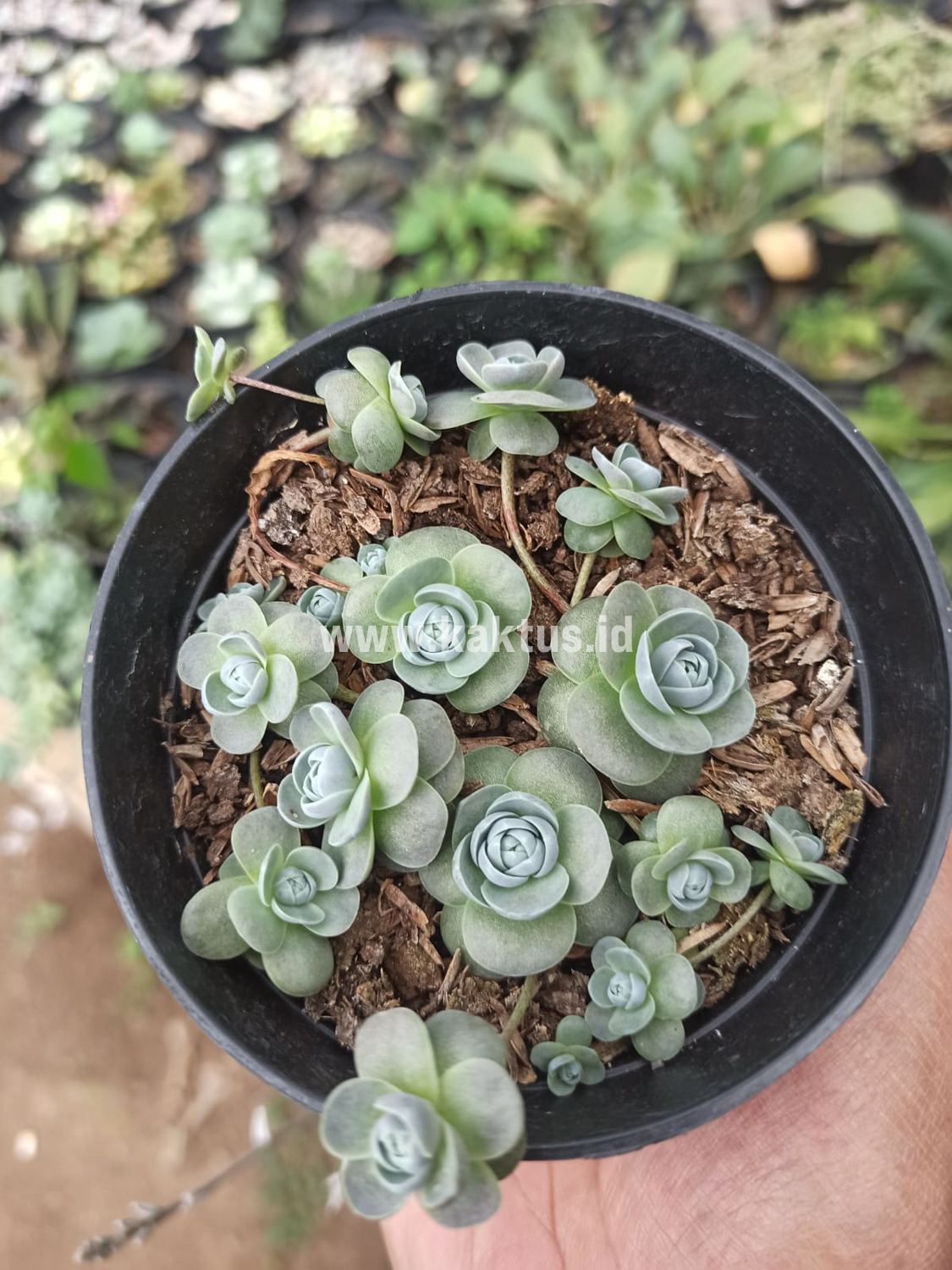 914. Orostachys Iwarenge / Chinese Dunce Cap - Image 3