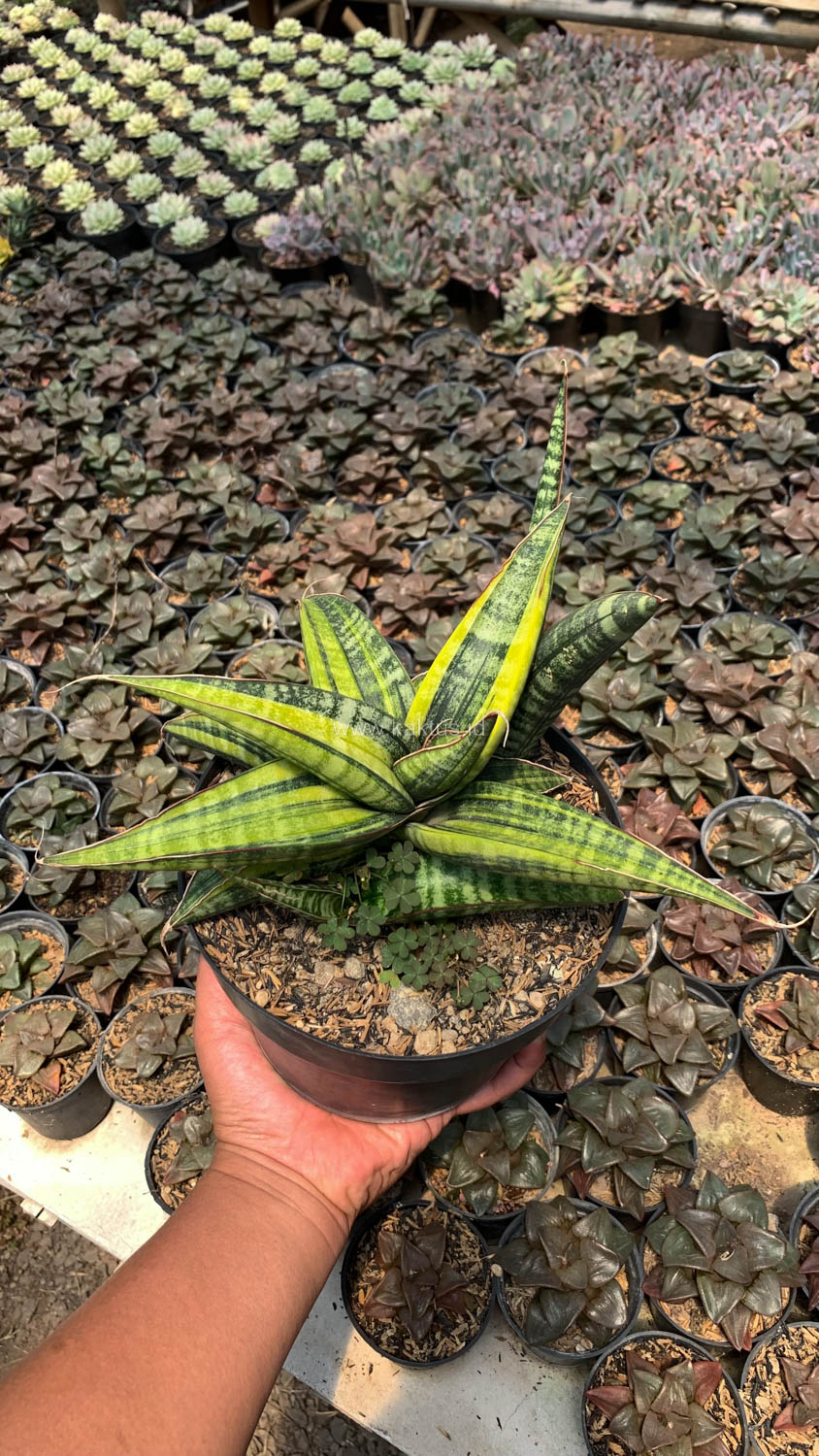 915. Sansevieria Fischeri Black Variegated Pot 15 Cm - Image 7