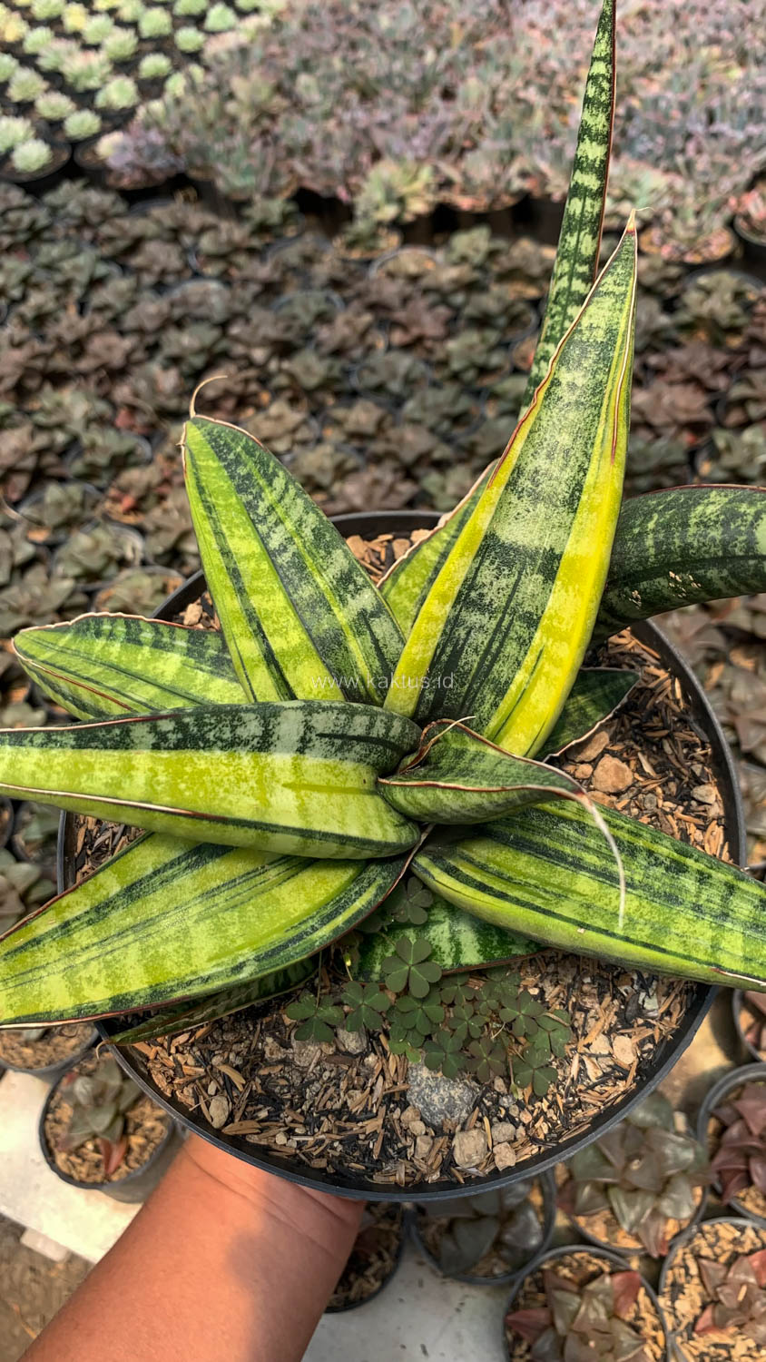 915. Sansevieria Fischeri Black Variegated Pot 15 Cm - Image 6