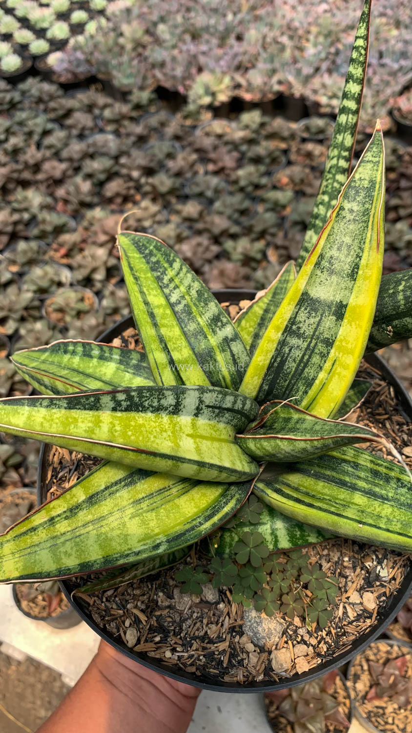 915. Sansevieria Fischeri Black Variegated Pot 15 Cm - Image 4