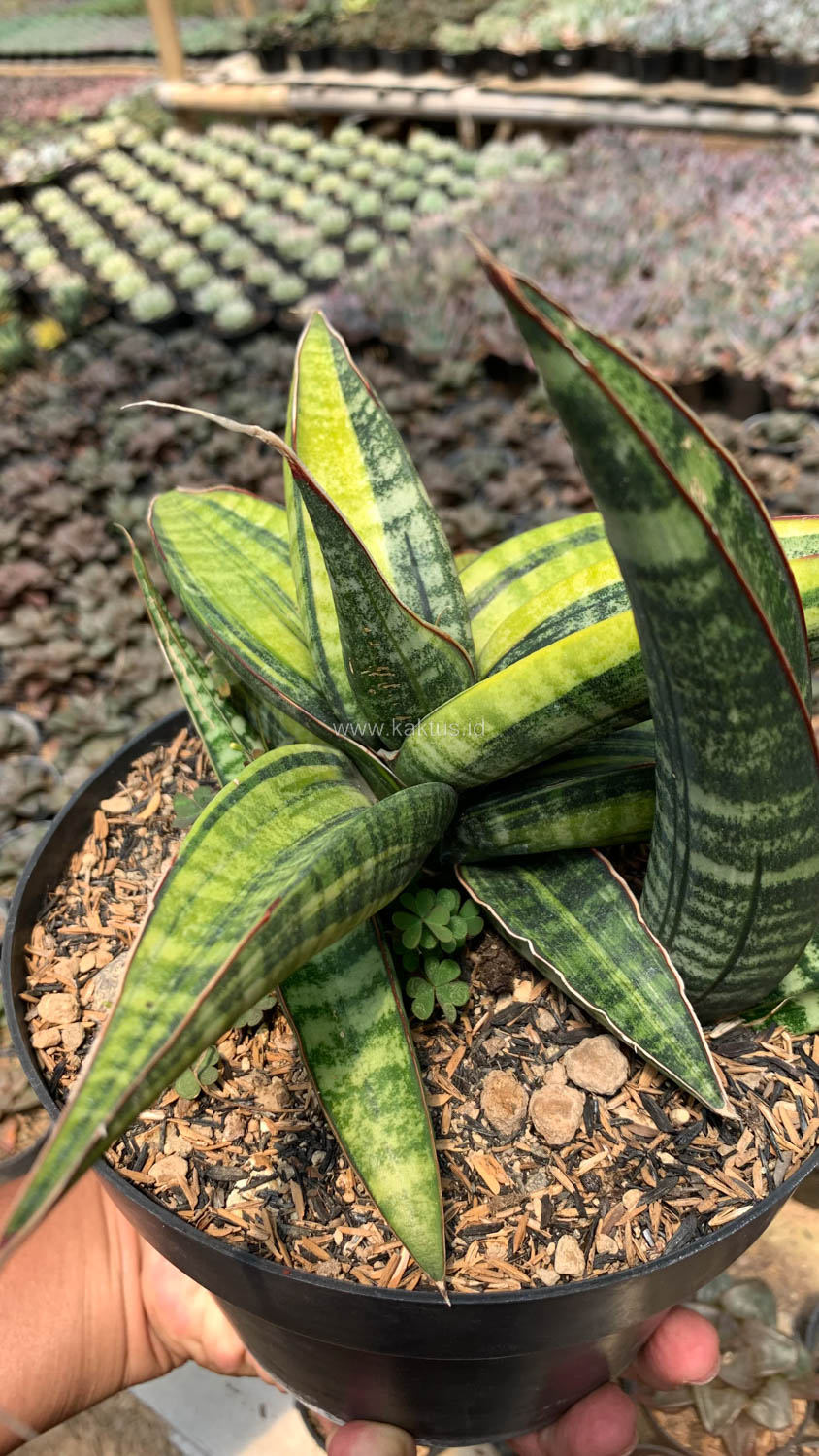 915. Sansevieria Fischeri Black Variegated Pot 15 Cm - Image 3