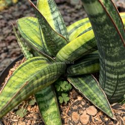 Alternative view of 915. Sansevieria Fischeri Black Variegated Pot 15 Cm