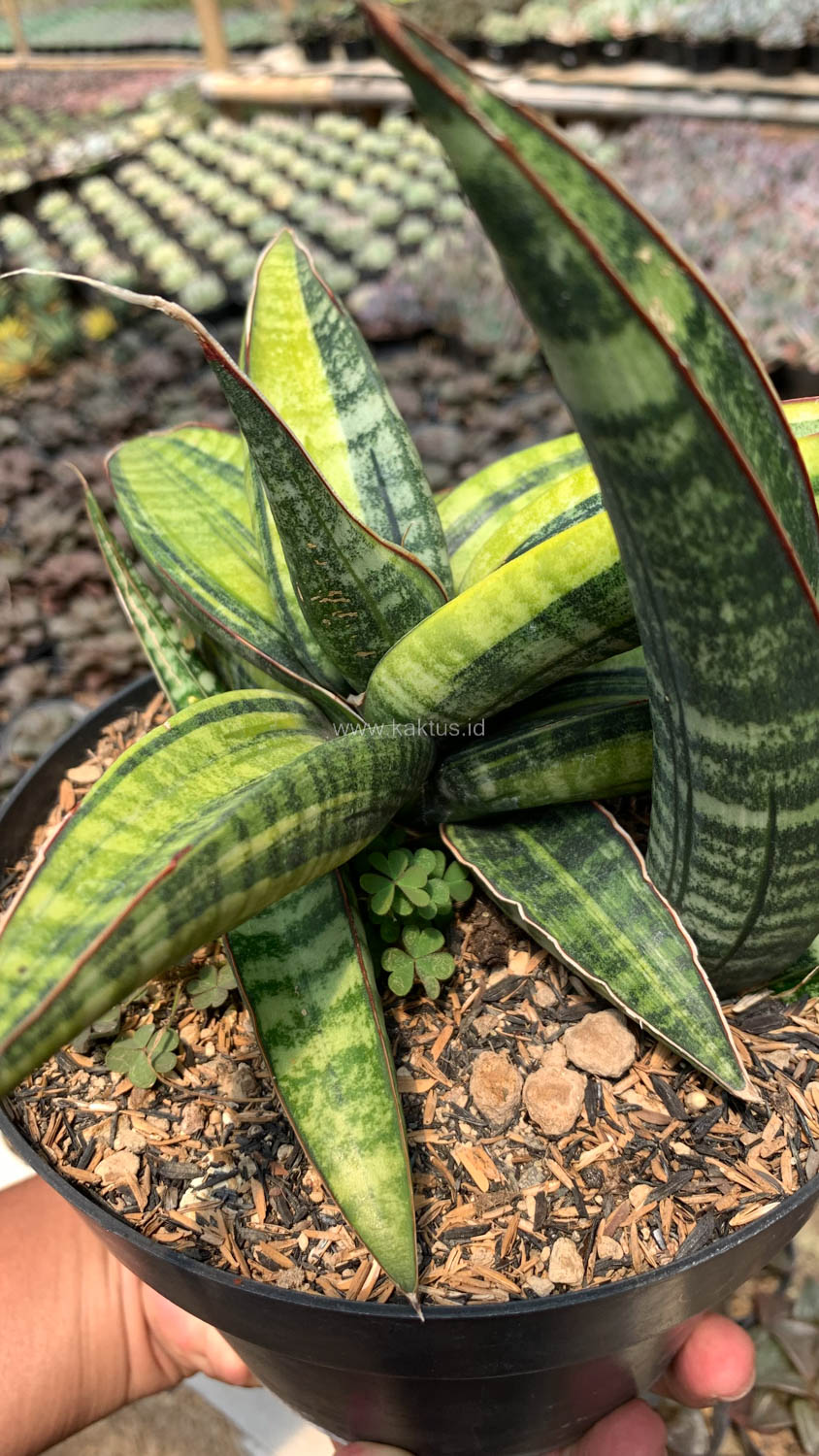 915. Sansevieria Fischeri Black Variegated Pot 15 Cm - Image 2
