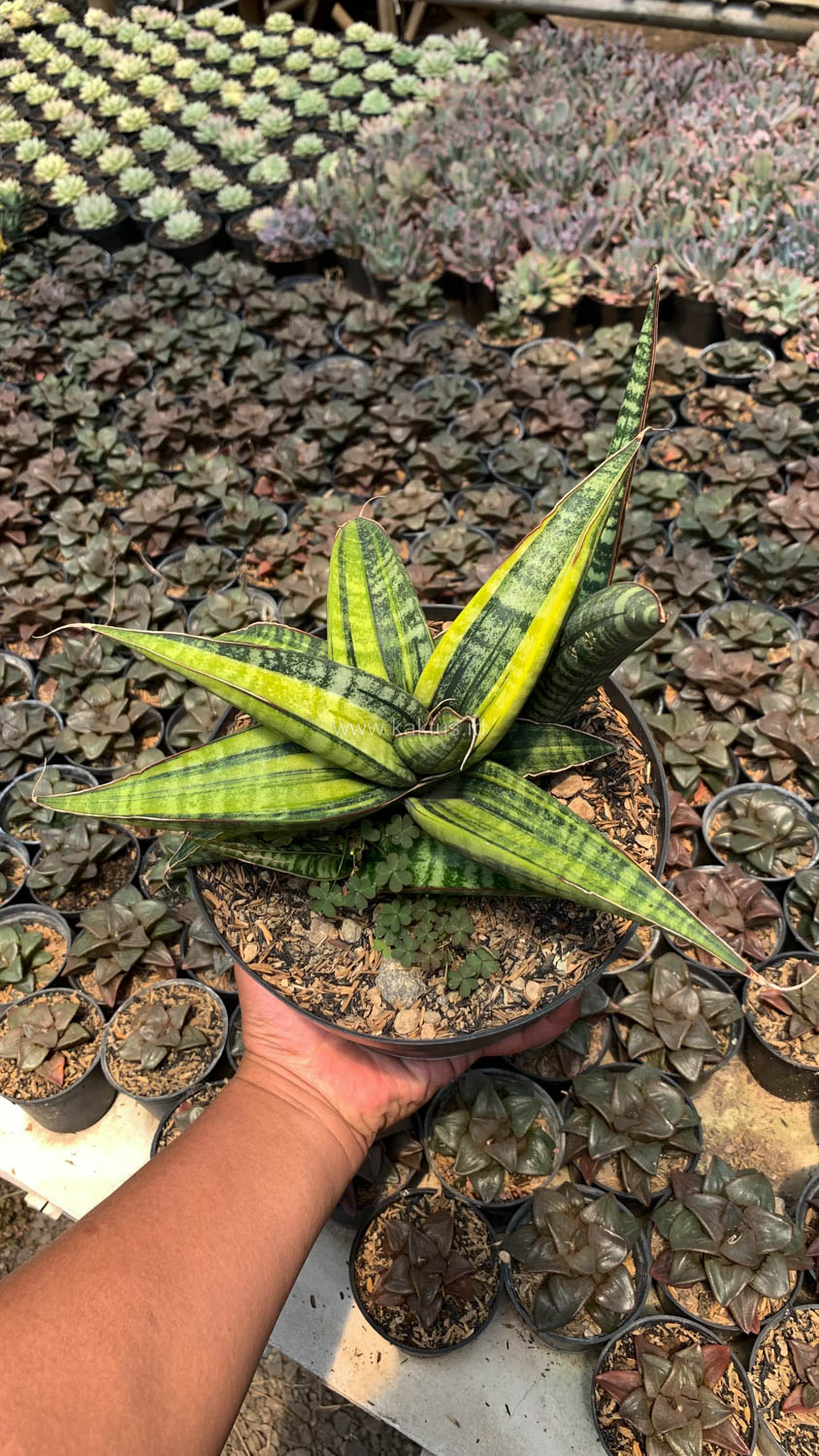 915. Sansevieria Fischeri Black Variegated Pot 15 Cm - Image 5