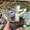 916. Euphorbia 'Bone Lactea' / Euphorbia Lactea 'White Ghost' / Euphorbia Lactea 'White Dragon Bone'