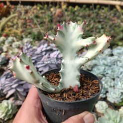 916. Euphorbia 'Bone Lactea' / Euphorbia Lactea 'White Ghost' / Euphorbia Lactea 'White Dragon Bone'