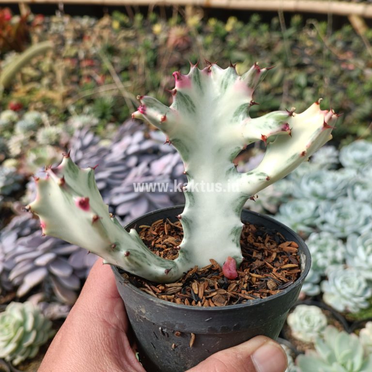 916. Euphorbia 'Bone Lactea' / Euphorbia Lactea 'White Ghost' / Euphorbia Lactea 'White Dragon Bone'