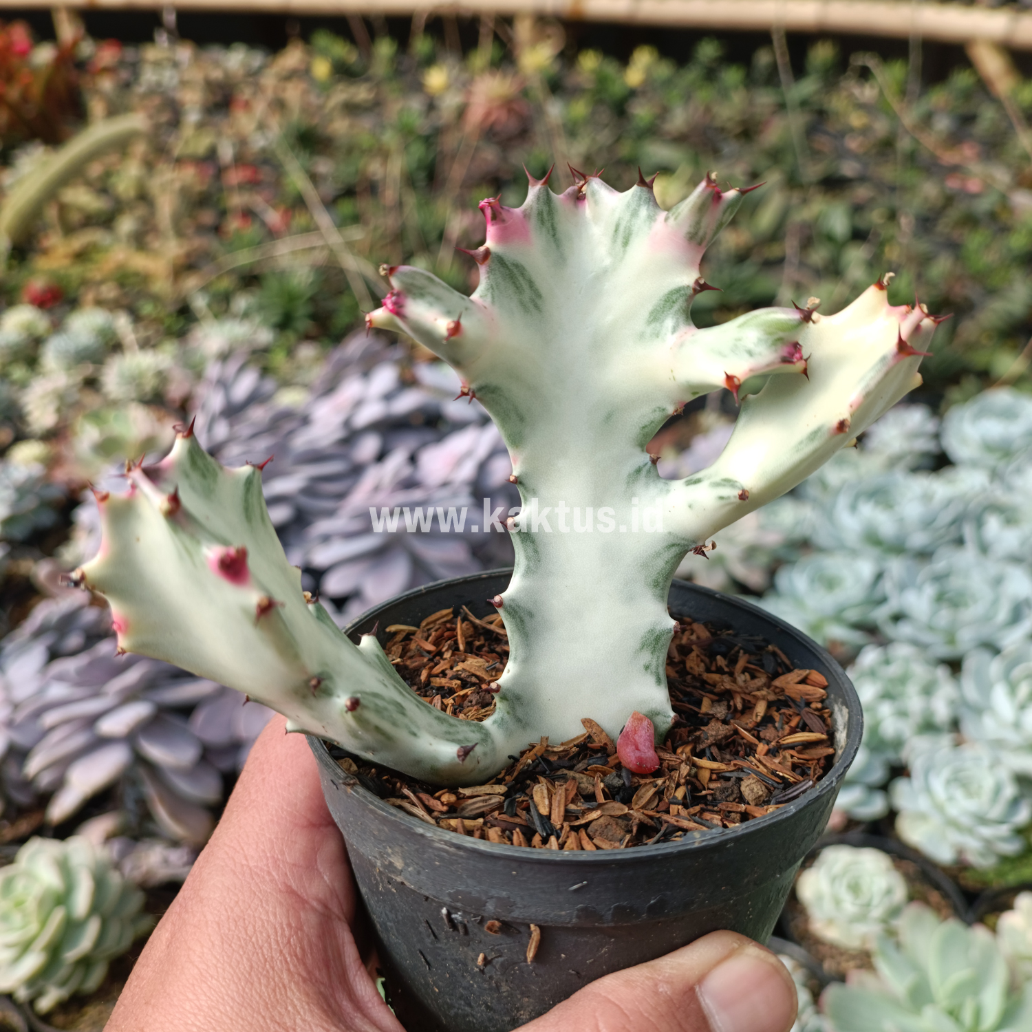 916. Euphorbia 'Bone Lactea' / Euphorbia Lactea 'White Ghost' / Euphorbia Lactea 'White Dragon Bone'
