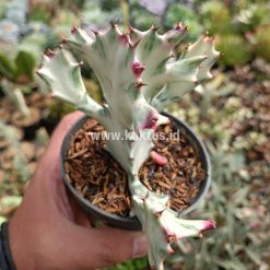 Alternative view of 916. Euphorbia 'Bone Lactea' / Euphorbia Lactea 'White Ghost' / Euphorbia Lactea 'White Dragon Bone'