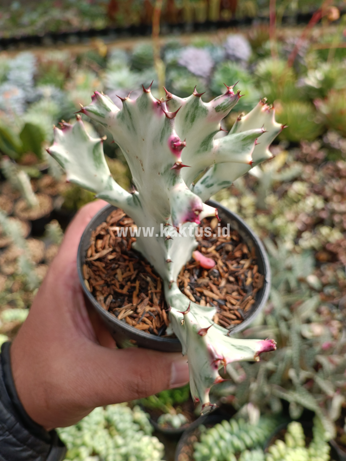 916. Euphorbia 'Bone Lactea' / Euphorbia Lactea 'White Ghost' / Euphorbia Lactea 'White Dragon Bone' - Image 2