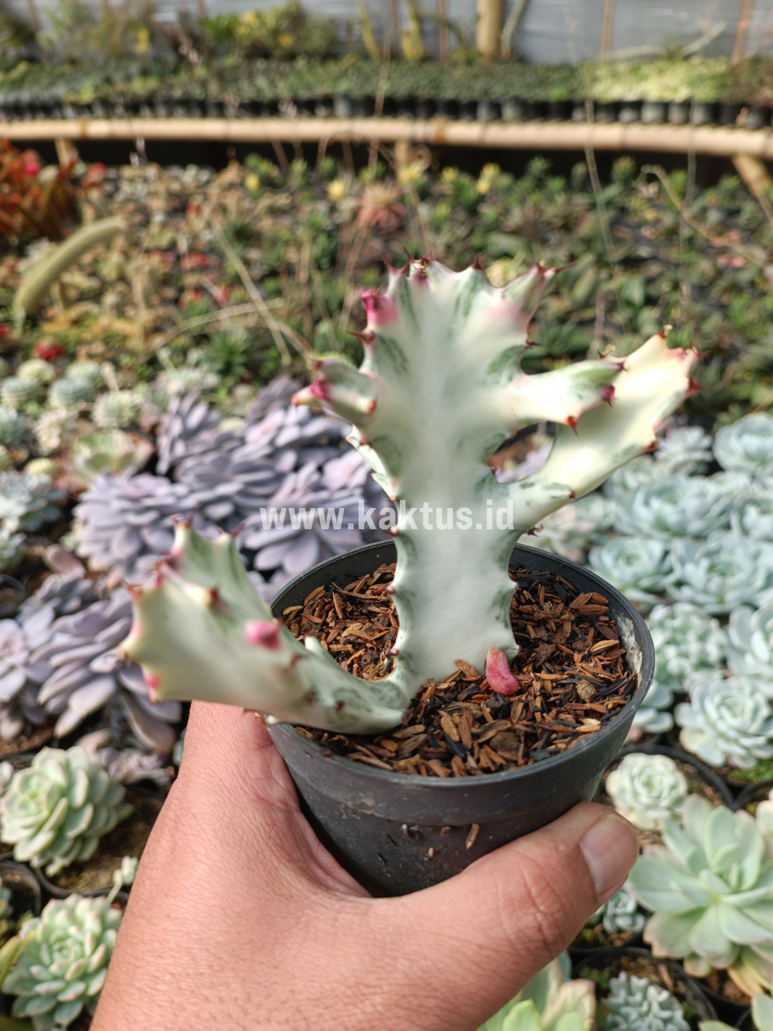 916. Euphorbia 'Bone Lactea' / Euphorbia Lactea 'White Ghost' / Euphorbia Lactea 'White Dragon Bone' - Image 7