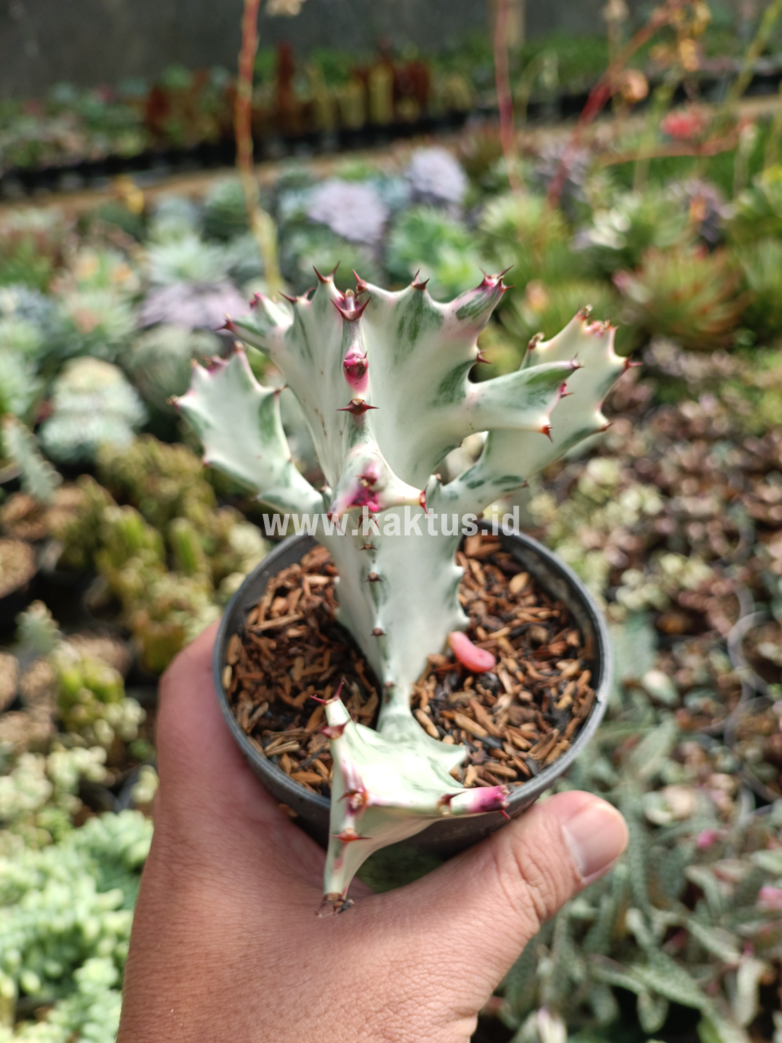 916. Euphorbia 'Bone Lactea' / Euphorbia Lactea 'White Ghost' / Euphorbia Lactea 'White Dragon Bone' - Image 6