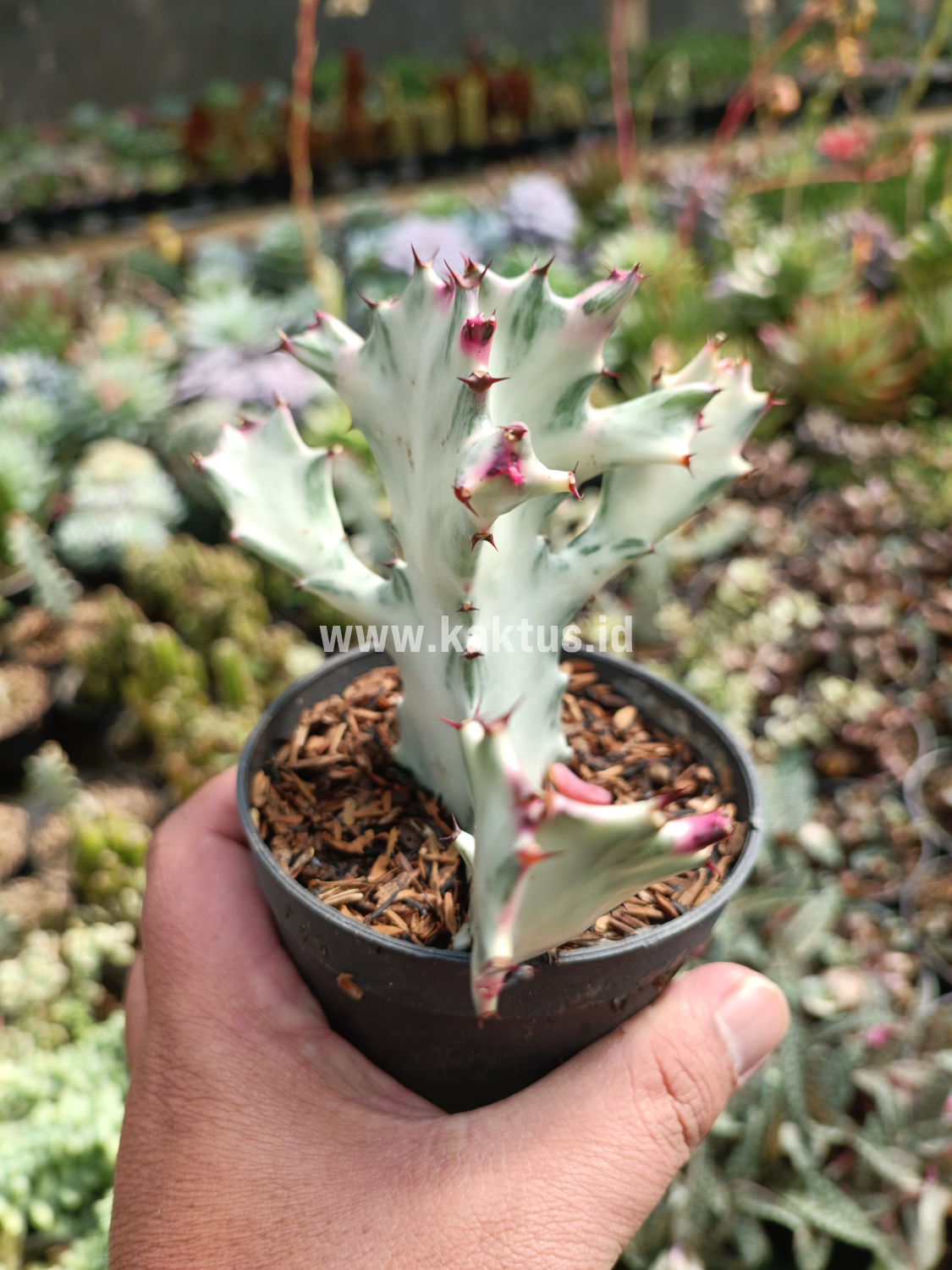 916. Euphorbia 'Bone Lactea' / Euphorbia Lactea 'White Ghost' / Euphorbia Lactea 'White Dragon Bone' - Image 5