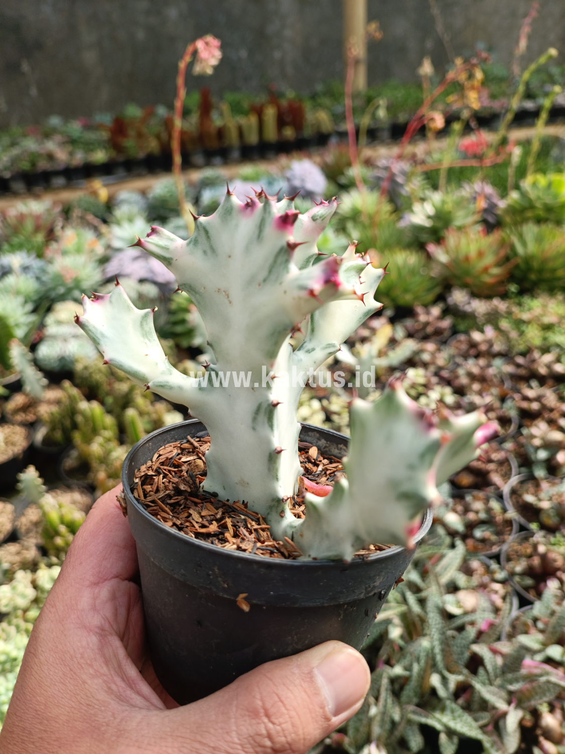 916. Euphorbia 'Bone Lactea' / Euphorbia Lactea 'White Ghost' / Euphorbia Lactea 'White Dragon Bone' - Image 4