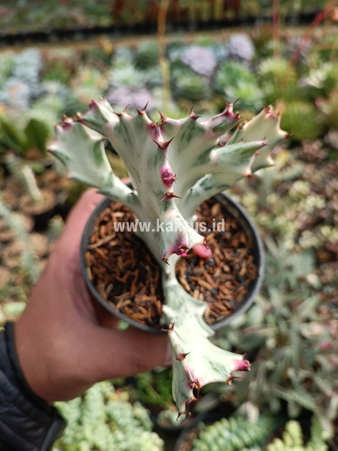 916. Euphorbia 'Bone Lactea' / Euphorbia Lactea 'White Ghost' / Euphorbia Lactea 'White Dragon Bone' - Image 3