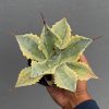 917. Agave Potatorum 'Verschaffeltii'