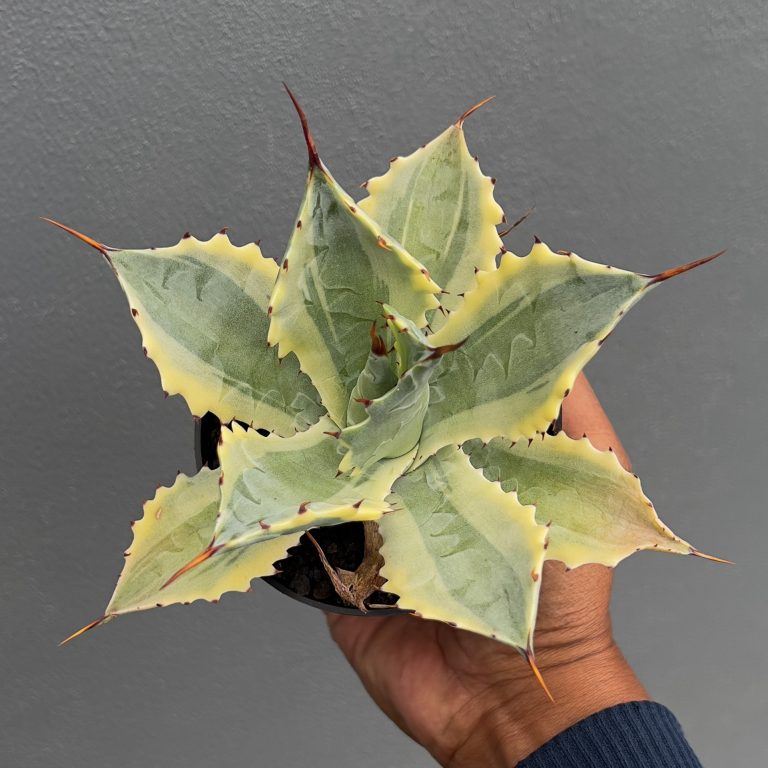 917. Agave Potatorum 'Verschaffeltii'