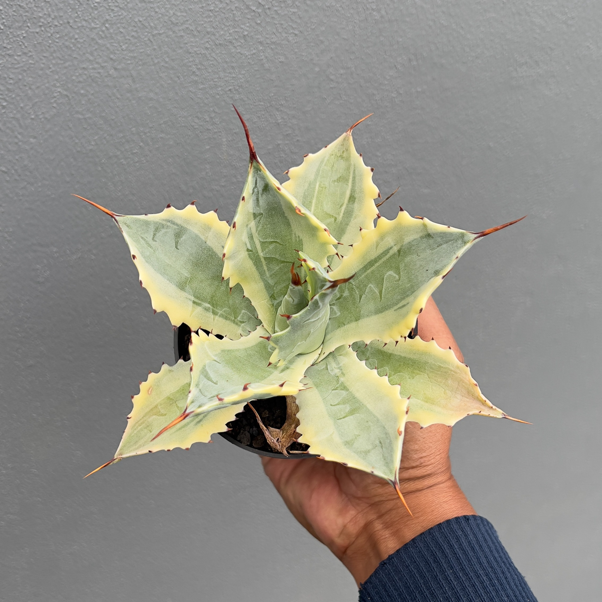 917. Agave Potatorum 'Verschaffeltii' - Image 3