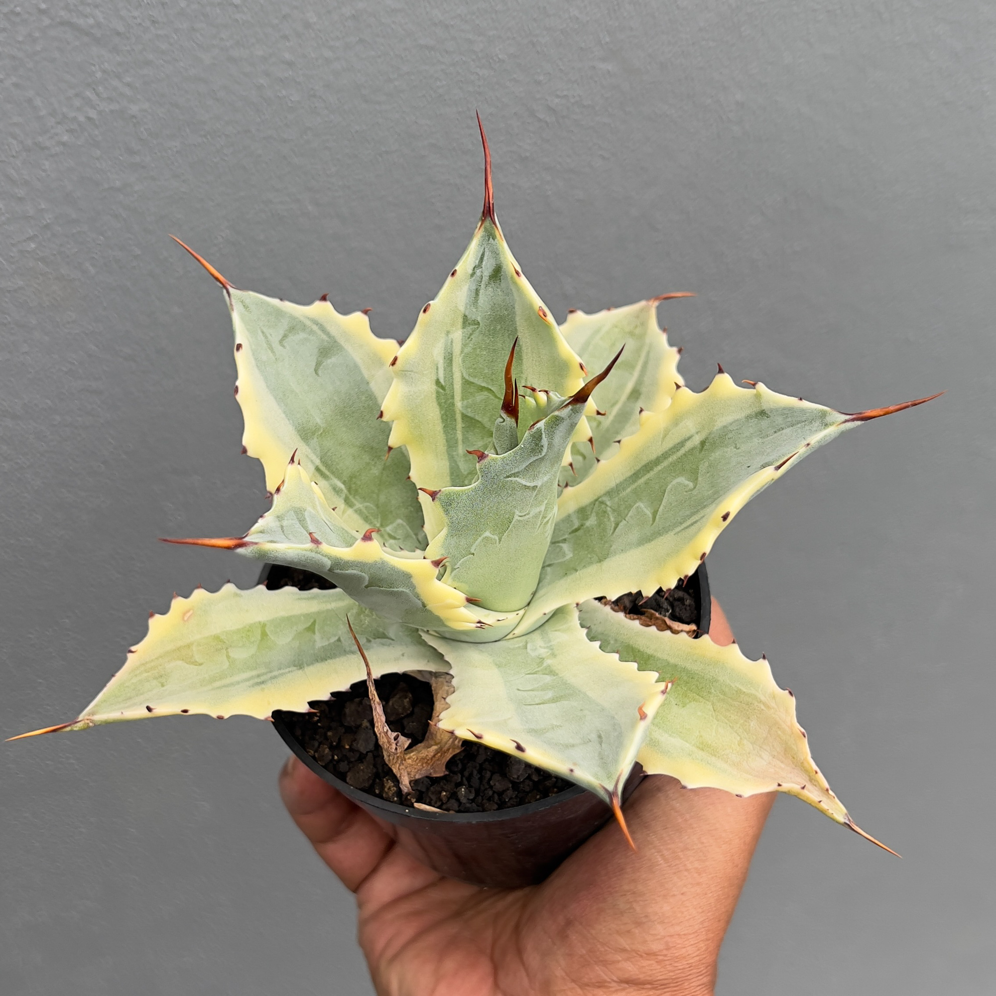 917. Agave Potatorum 'Verschaffeltii' - Image 4