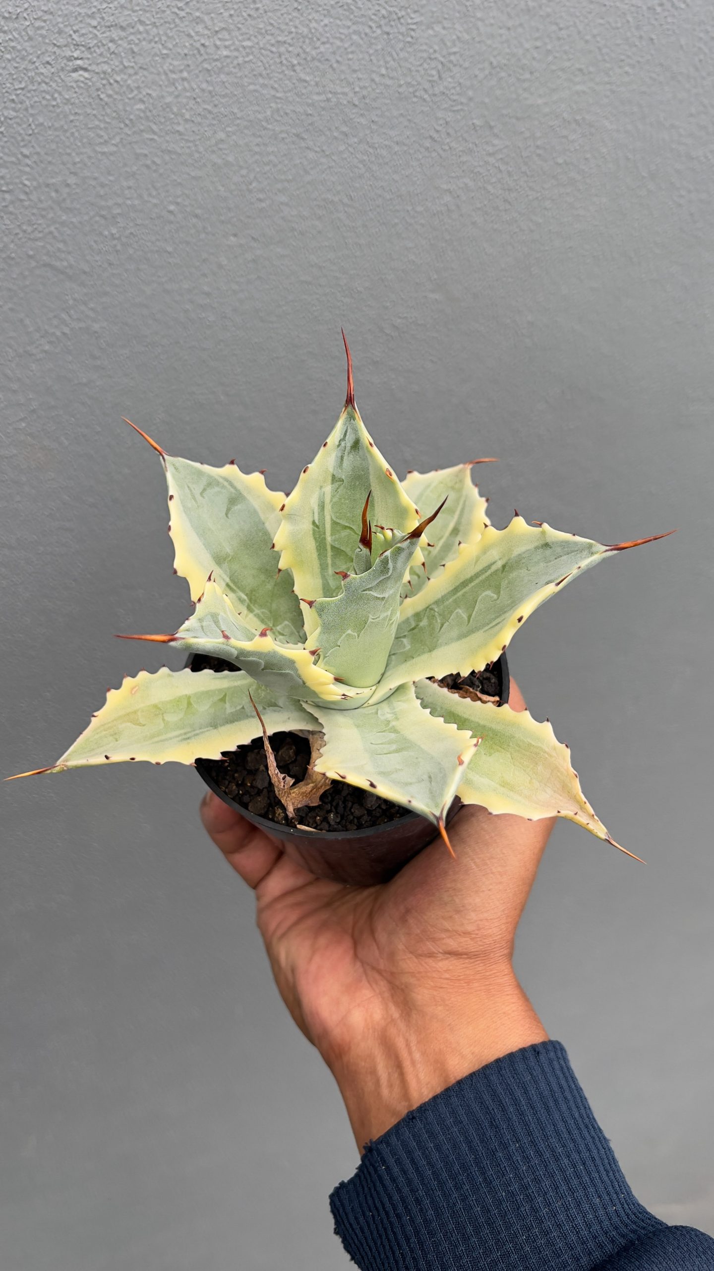 917. Agave Potatorum 'Verschaffeltii' - Image 5